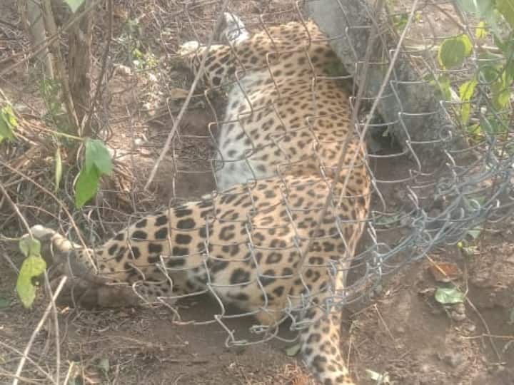 Jabalpur News accused arrested for hunting leopard in Jabalpur with the help of dog ANN Jabalpur News: जबलपुर में डॉग की मदद से पकड़ा गया तेंदुए का शिकारी, शिकार के लिए ऐसे बुना जाल