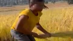 ગોલ્ડન ગર્લ સરિતા ગાયકવાડનો ડાંગરનો પાક લણતો વીડિયો થયો વાયરલ,જુઓ ગુજરાતી ન્યૂઝ