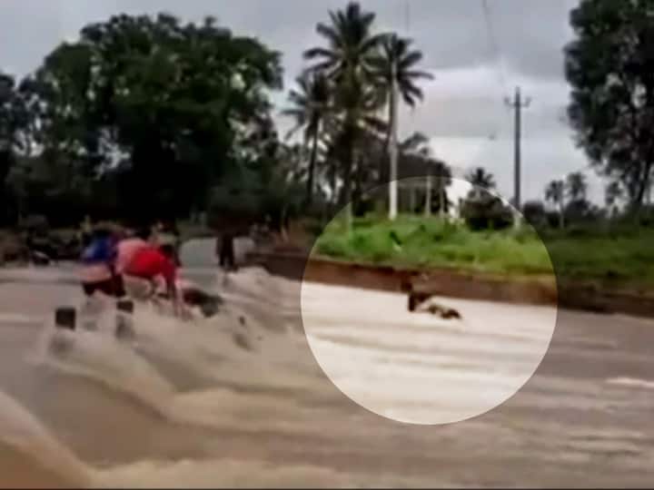 Video: बाढ़ में बहने के बाद बाल-बाल बचा शख्स, देखिए- कैसे बचाई खुद की जान
