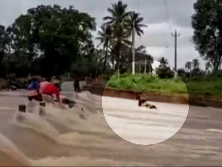 Biker Narrow Escape from Flooded Street in Karnataka Video: बाढ़ में बहने के बाद बाल-बाल बचा शख्स, देखिए- कैसे बचाई खुद की जान