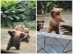 Watch video: எனக்கு கொஞ்சம் கொடுங்க....தா...தா... என பாவமா கேட்ட கரடி!