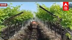 Sangali: द्राक्ष बागांवर 'आभाळ कोसळलं', ६५ हजार एकरांवरील बागांना फटका ABP Majha