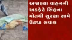 સાવરકુંડલા: ગોરક્ડા પાસે વાહન અડફેટે સિંહનું મોત, સિંહ પ્રેમીઓમાં મોટ, જુઓ ગુજરાતી ન્યુઝ