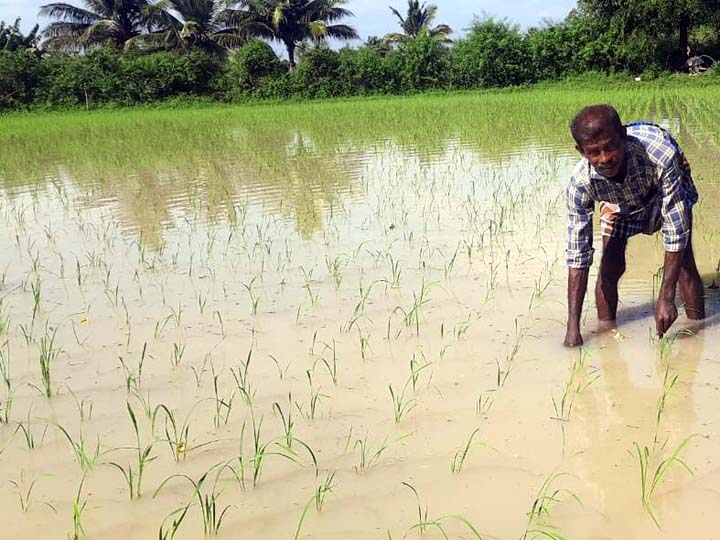 அடை மழையிலும் மூழ்காத நெற் பயிர்கள் - விவசாயிக்கு கைக்கொடுத்த இயற்கை வேளாண்மை முறை