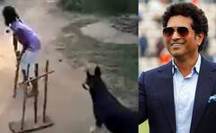 Watch Video: ‛இது என்னனு யாராச்சு சொல்லுங்களேன்’ - சச்சினை கவர்ந்த நாய் கீப்பர்!