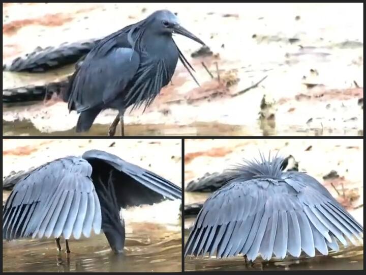 Watch Video: The Black Heron, creating a winged umbrella; Different method used to catch fish! Watch Video: இறக்கையே குடை.. நிழலைக் காட்டி மீன்.. கெத்து வாழ்க்கையை கற்றுக்கொடுக்கும் Black Heron