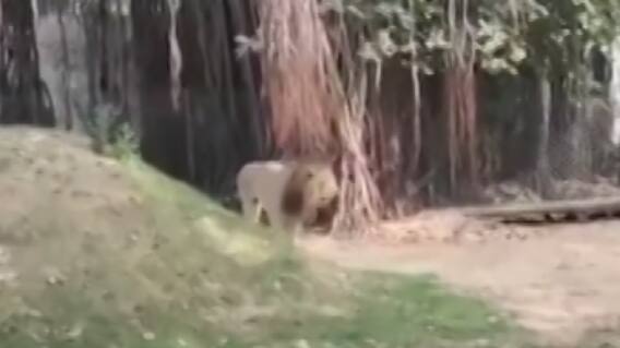 વડોદરા કમાટીબાગ વિસ્તારમાં 13 વર્ષની સિંહણનું મોત, જુઓ ગુજરાતી ન્યુઝ