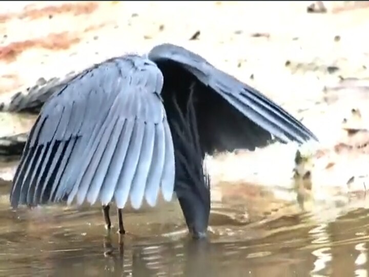 Watch Video: இறக்கையே குடை.. நிழலைக் காட்டி மீன்.. கெத்து வாழ்க்கையை கற்றுக்கொடுக்கும் Black Heron