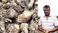 Nandurbar: अरबी उत्पादक शेतकरी का आले अडचणीत? ABP Majha