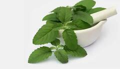 Tulsi Health Benefits: সর্দি-কাশিতে তো বটেই, শীতকালে প্রতিদিন তুলসি পাতার চা পানে মিলবে প্রচুর উপকার