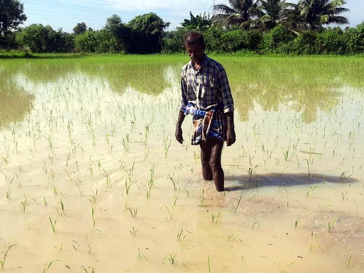 Telangana Farmers Stare Down The Barrel As Paddy Procurement Crisis Likely To Increase Telangana Farmers Stare Down The Barrel As Paddy Procurement Crisis Likely To Increase