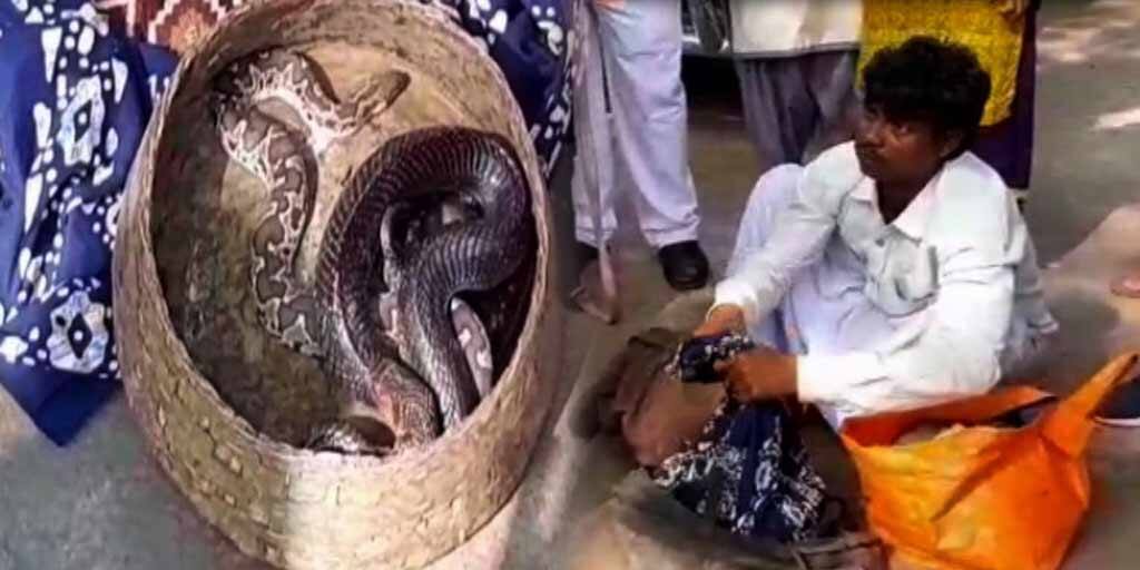 Durgapur Fraud: বিষধর সাপের ভয় দেখিয়ে মহিলাদের থেকে মোটা টাকার প্রতারণা, গ্রেফতার সাপুড়ের দল Fraud of big money from the household by showing fear of poisonous snakes, 4 arrested Durgapur Fraud: বিষধর সাপের ভয় দেখিয়ে মহিলাদের থেকে মোটা টাকার প্রতারণা, গ্রেফতার সাপুড়ের দল