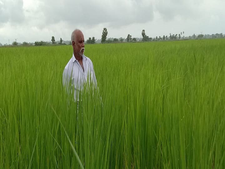 Thiruvarur: Mappillai samba paddy which has started germinating again without sowing the seed - Harvest in 5 more months விதையே விதைக்காமல் மீண்டும் முளைத்த மாப்பிள்ளை சம்பா - இன்னும் 5 மாதங்களில் அறுவடைக்கு தயார்