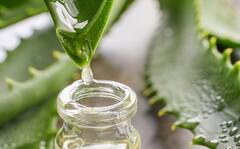 Aloe Vera Gel: ব্রণর সমস্যা থেকে ওজন কমানো, ফিটনেসে হিট অ্যালোভেরা