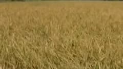 આપણી ખબરઃરાજ્યમાં પડેલા કમોસમી વરસાદને લઈ કૃષિ વિભાગે તૈયાર કર્યો સર્વે રિપોર્ટ,ક્યાં કેટલો ખાબક્યો વરસાદ?