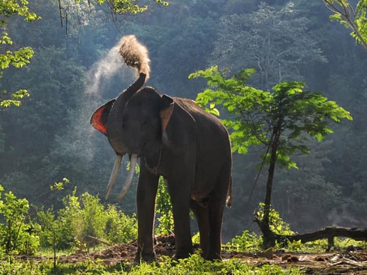 Three Elephants Mowed Down By Moving Train In Coimbatore Three Elephants Mowed Down By Moving Train In Coimbatore