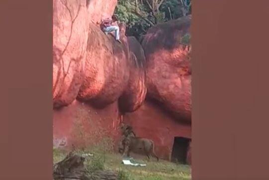 Hyderabad Zoo: హైదరాబాద్ నెహ్రూ జూ పార్క్ లో సింహం బోను పక్కనే వ్యక్తి హల్ చల్