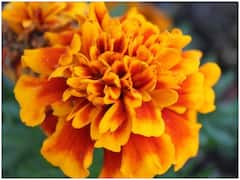 Good Health Care Tips: इन फूलों का सेवन करने से होती हैं कई बीमारियों दूर