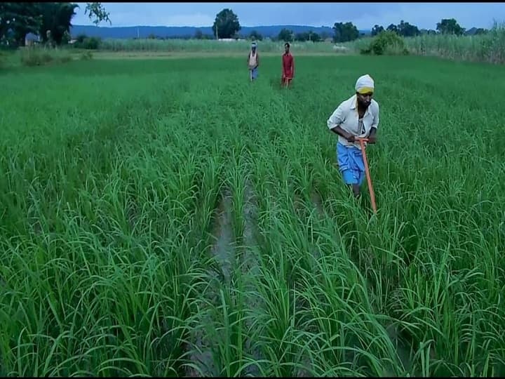 Sown 20 kg; Got 1590 kg - Farmer who saw a profit of 90,000 through organic farming விதைத்தது 20 கிலோ; கிடைத்து 1590 கிலோ - இயற்கை விவசாயம் மூலம் 90,000 லாபம் பார்த்த விவசாயி