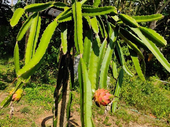 ஒரு ஏக்கர் நிலத்தில் 4 லட்சம் முதலீட்டில் மாதம் 50,000 வருமானம் - லாபம் தரும் டிராகன் பழ சாகுபடி