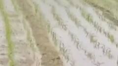 મોરબી:કમૌસમી વરસાદના પગલે ખેડૂતોની સરકાર પાસે વળતરની માંગ, જુઓ ગુજરાતી ન્યુઝ