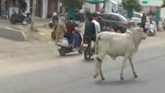 અમદાવાદ: ટ્રાફિક સમસ્યાને લઈને ગુજરાત હાઇકોર્ટમાં પોલીસનુ સોગંધનામુ, જુઓ ગુજરાતી ન્યુઝ