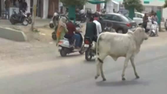 અમદાવાદ: ટ્રાફિક સમસ્યાને લઈને ગુજરાત હાઇકોર્ટમાં પોલીસનુ સોગંધનામુ, જુઓ ગુજરાતી ન્યુઝ
