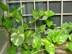 Vastu Tips: ঘরে রাখুন এই জিনিসগুলো, অর্থাভাব কাটিয়ে বিপুল সম্পদের অধিকারী হতে পারেন আপনি