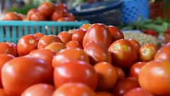India दुनिया का दूसरा सबसे बड़ा उत्पादक फिर भी टमाटर 100 के पार