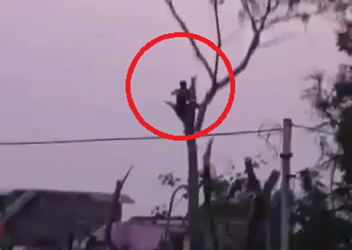 Botad : A youngster died after collapse from tree, video goes to viral Botad : ગઢડાના નિગાળા ગામે કટરથી વૃક્ષ કાપી રહેલો યુવક નીચે પટકાતાં ઘટનાસ્થળે જ મોત