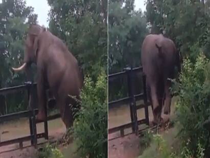 Heres why Anand Mahindra thinks Indian economy is like elephant. Watch video :  எது வந்தாலும் தாண்டுவோம்... வைரல் வீடியோவை பகிர்ந்து ஆனந்த மஹிந்திரா ட்வீட்