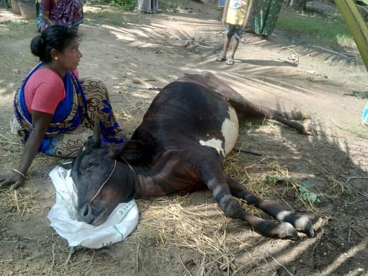 Tanjore: Cattle dying of syphilis - Hospital siege protest தஞ்சை: கோமாரி நோயால் உயிரிழக்கும் கால்நடைகள் - மருத்துவமனையை முற்றுகையிட்டு போராட்டம்
