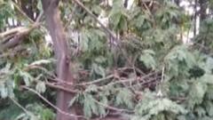 વેરાવળ-પાટણ નગરપાલિકા તરફથી 1200 વૃક્ષોનું નિકંદન, ગુજરાત હાઇકોર્ટની લાલ આંખ, જુઓ ગુજરાતી ન્યુઝ