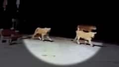 અમરેલી: માલસિકા રોડ પર 5 સિંહ ઘુસી આવતા ફફડાટ, જુઓ ગુજરાતી ન્યુઝ