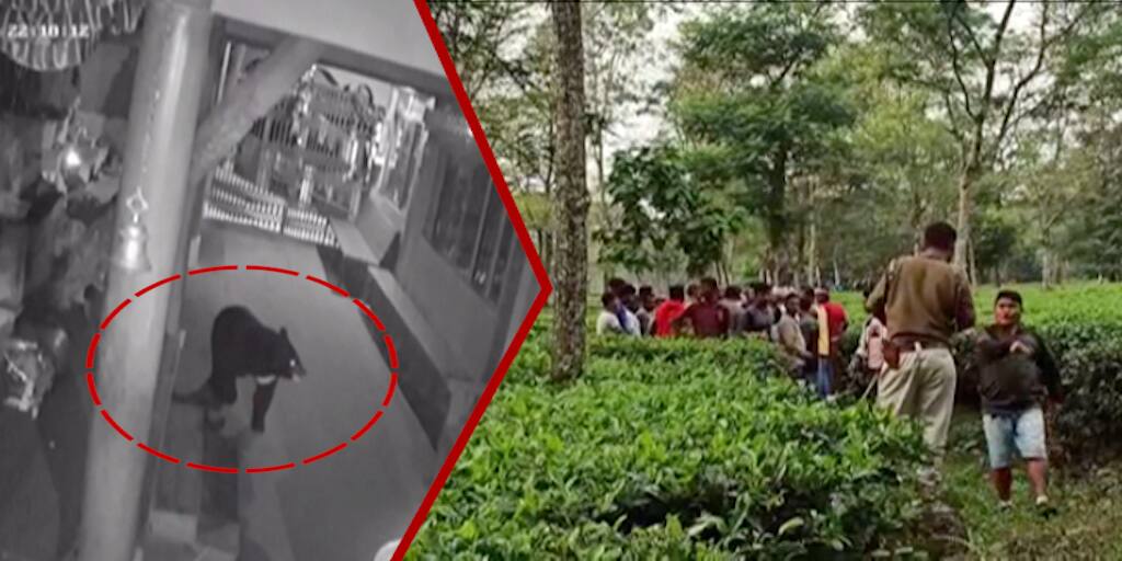Darjeeling Jalpaiguri Bear Visit Temple killed a student locals killed the bear chaos in Dooars Bear In Dooars : ভালুকের মন্দির দর্শন, হানায় স্কুল পড়ুয়ার মৃত্যু, হুলস্থূল ডুয়ার্সে