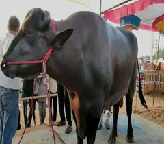 Rs 24 Crore Buffalo: వీర్యంతో ఏటా రూ.2 కోట్లు లాభం.. దేశంలోనే ఇదే అత్యంత ఖరీదైన దున్నపోతు!