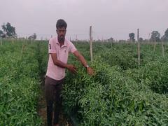 Sehore News: ड्रिप मल्चिंग तकनीक के इस्तेमाल ने बदली किसानों की तकदीर, मिर्च की खेती ने बढ़ा दी आमदनी