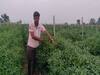 Sehore News: ड्रिप मल्चिंग तकनीक के इस्तेमाल ने बदली किसानों की तकदीर, मिर्च की खेती ने बढ़ा दी आमदनी