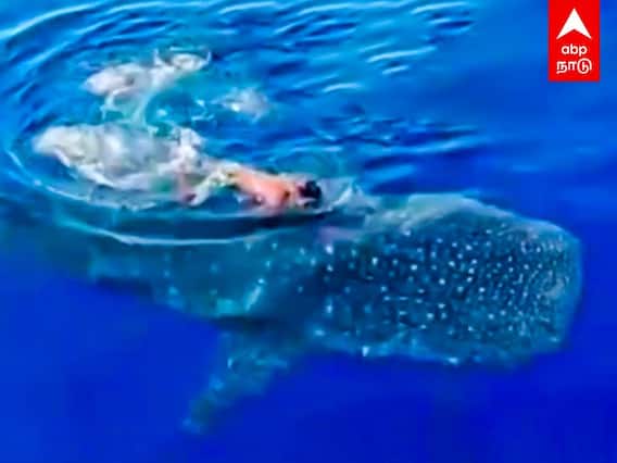 திமிங்கல சுறாவின் மீது சவாரி செய்யும் இளைஞர்... வைரல் வீடியோ