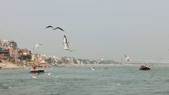 सर्दियों की शुरुआत में ये विदेशी मेहमान यहां आते हैं और सर्दियां खत्म होते ही वापस चले जाते हैं.
