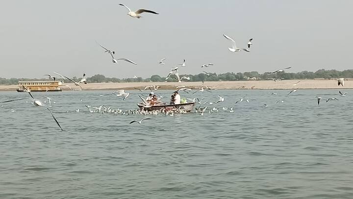 आपको बता दें कि काशी में सात समंदर पार से हर साल ये विदेशी मेहमान आते हैं.