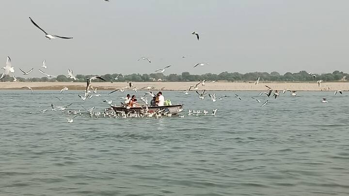 लेकिन इस दौरान ये लोगों के आकर्षण का केंद्र बनते हैं. काशी में नौका विहार करने आए पर्यटक इन्हें आओ आओ की आवाज लगाकर बुलाते हैं.