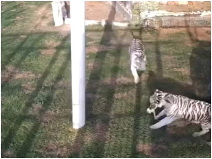 VIRAL VIDEO: A kitten accidentally trapped between tigers, know what happened then VIRAL VIDEO: गलती से बाघों के बीच फंस गया एक बिल्ली का बच्चा, जाने फिर क्या हुआ