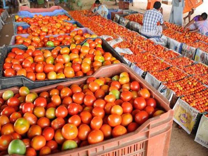 Dindigul: The daily supply of 50 tonnes of tomatoes to the Ottan Chattram vegetable market has come down to 10 tonnes திண்டுக்கல்: ஒட்டன் சத்திரம் காய்கறி சந்தைக்கு தினமும் 50 டன் வந்த தக்காளி 10 டன்னாக குறைந்தது