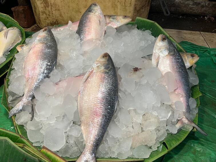 Hilsa Available In Kolkata Market In Pre Winter, Price Is Also Low Hilsa : প্রাক শীতে বাজারে পেল্লায় সাইজের ইলিশ, তাও ভূরি ভূরি, কত দাম জানেন?