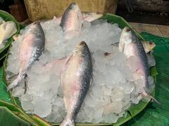 Hilsa : প্রাক শীতে বাজারে পেল্লায় সাইজের ইলিশ, তাও ভূরি ভূরি, কত দাম জানেন?