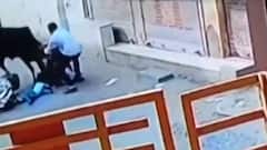 ન્યૂઝરૂમ લાઈવઃ જૂનાગઢમાં રખડતા ઢોરોનો આતંક, વારંવાર રજુઆતો છતા નથી આવ્યો નિવેડો