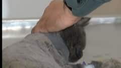 અમદાવાદઃ દેશની પ્રથમ વેટરનરી વેન્ટિલેટર હોસ્પિટલ, જુઓ ગુજરાતી ન્યુઝ