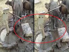 Watch Video | ”தன் கொம்பே தனக்குதவி” : கொம்பால் அடி பைப் அடித்து தண்ணீர் குடிக்கும் கெத்து எருமை..