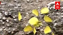 Butterflies : खान्देशात फुलपाखरांच्या 8 नव्या प्रजाती, प्रदूषण घटलं, जैव साखळीला फायदा